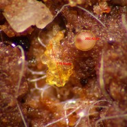 Микроскоп стереоскопический MAGUS Stereo A10