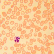 Микроскоп биологический MAGUS Bio 230T