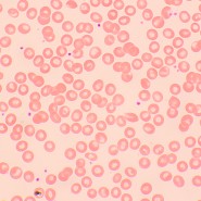 Микроскоп биологический MAGUS Bio 250TL