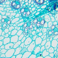 Микроскоп биологический MAGUS Bio 240B