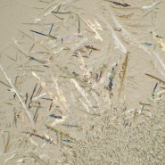 Микроскоп биологический MAGUS Bio 230T