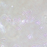 Фазово-контрастное устройство MAGUS SPH2