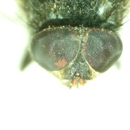 Микроскоп стереоскопический MAGUS Stereo A8