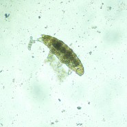 Микроскоп биологический инвертированный цифровой MAGUS Bio VD300 LCD