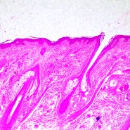 Микроскоп биологический MAGUS Bio 290T