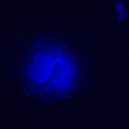 Микроскоп люминесцентный инвертированный MAGUS Lum V500L