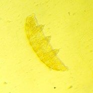 Микроскоп биологический инвертированный MAGUS Bio V350