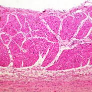 Микроскоп биологический MAGUS Bio 260T
