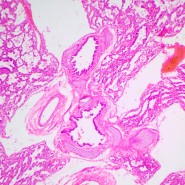 Микроскоп биологический MAGUS Bio 240T